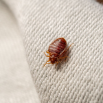 Close-up of a bedbug on home furnishings