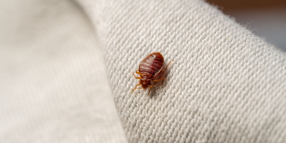 Close-up of a bedbug on home furnishings